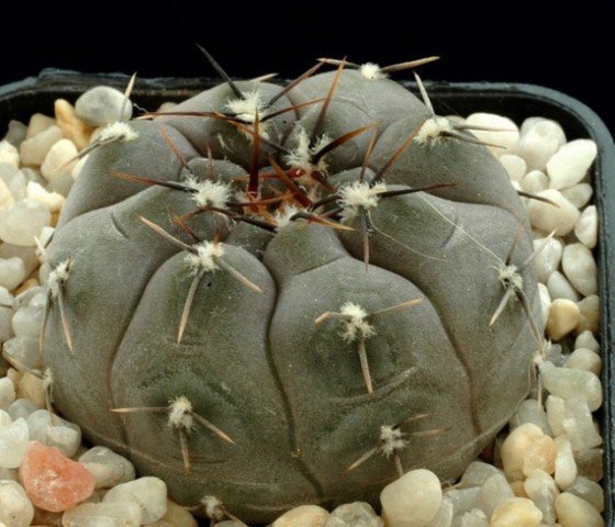 Gymnocalycium_berchtii